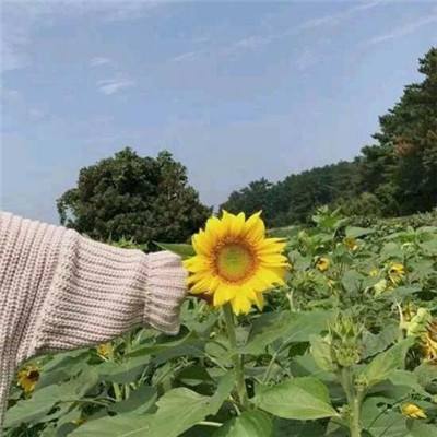 红海战舰gm版破解版下载